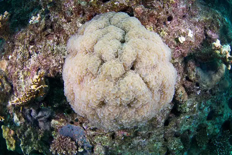 Pearl bubble coral (bubble coral)