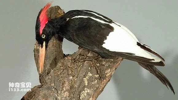 2023070759151943.jpg 899ee512632762d0872db241abec08fa503dc6b4_九雷图片转换器.jpg