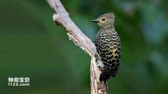 2023060333356808.jpg 2c41e845ebf81a4cb3a00868dc2a6059242da671_九雷图片转换器.jpg