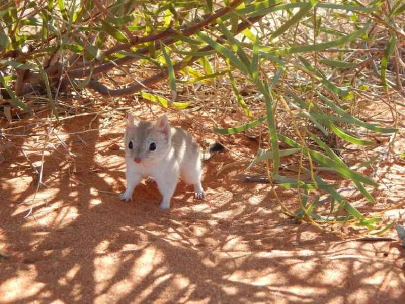 Manetailed quokka