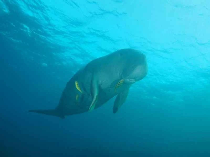 Dugong
