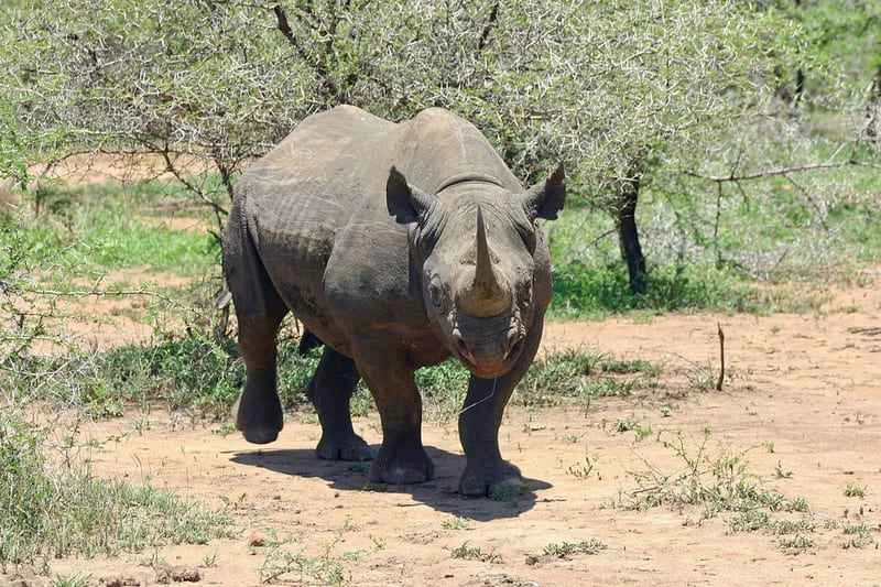 Black rhinoceros
