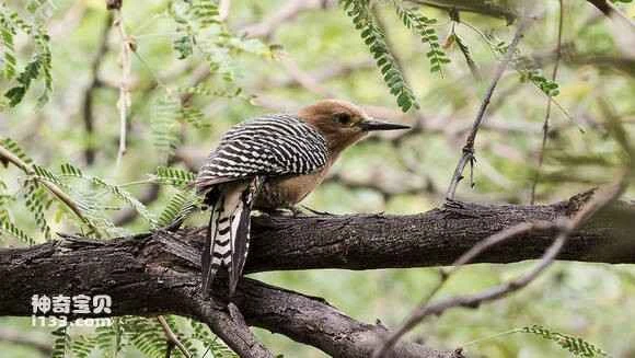 2023052651202629.jpg 1af58651352ac65ce7a2835cf0f2b21192138aea_九雷图片转换器.jpg