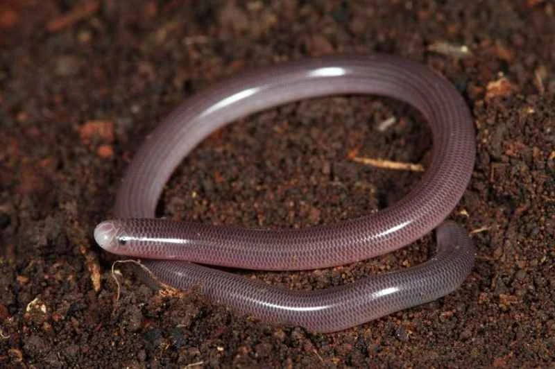 Scolecophidia: blind snakes