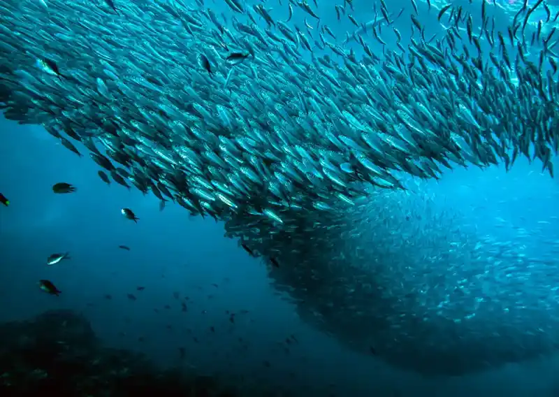 sardine