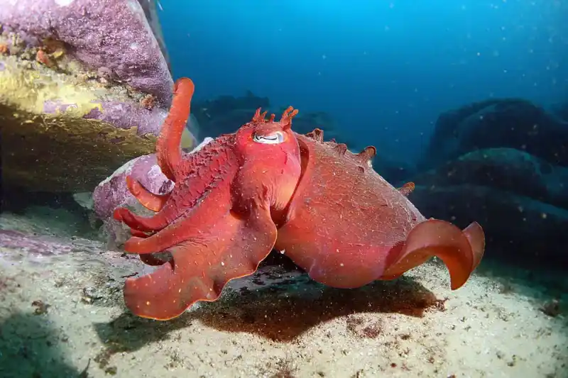 Australian giant squid