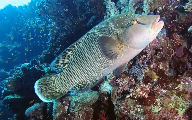 Napoleon wrasse