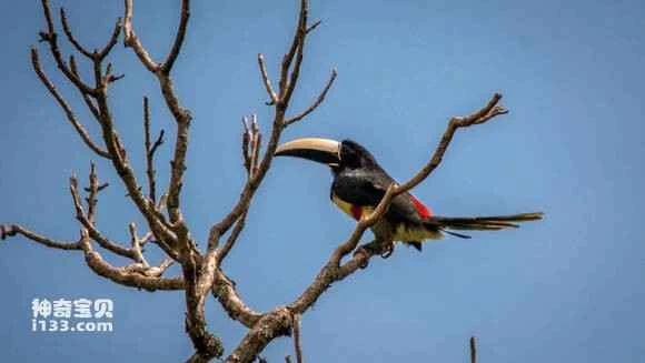 2023052316812391.jpg 11dfa4ee76094b360fd917cea8cc7cd98d109d39_九雷图片转换器.jpg