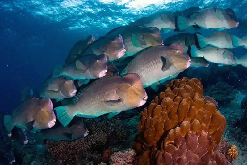 Bumphead parrotfish