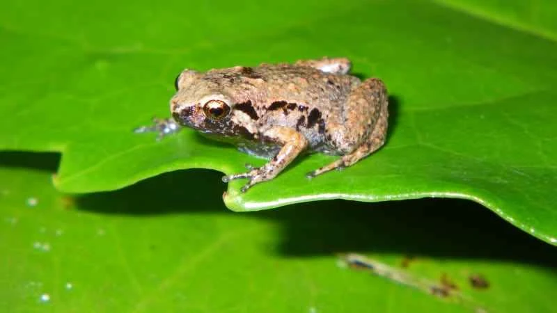 Buzzing Frog, Cophixalus bombiens