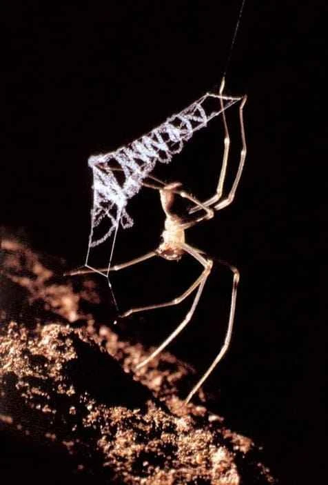 Carrai, a cave spider, *Progradungula carraiensis*
