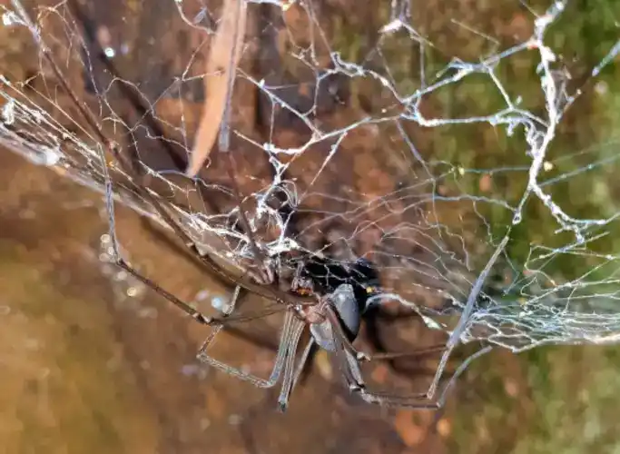 Tasmanian cave spiders