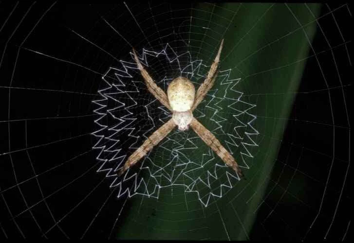 St. Andrew's Cross Spider
