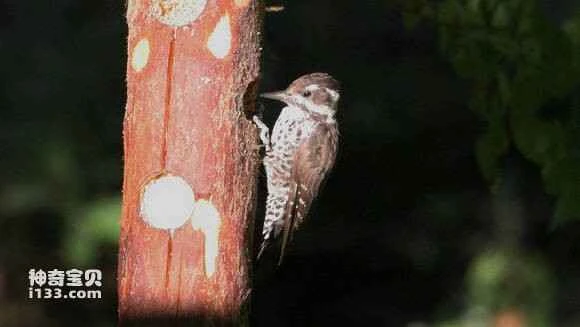 2023053011692331.jpg 936ee800a18b87d6e25129570c0828381e30fddf_九雷图片转换器.jpg