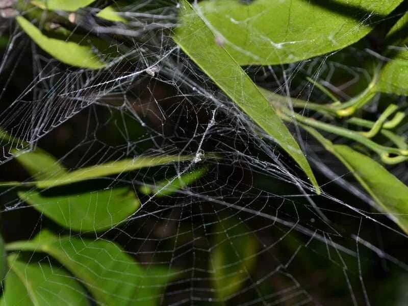 Spider in the garden