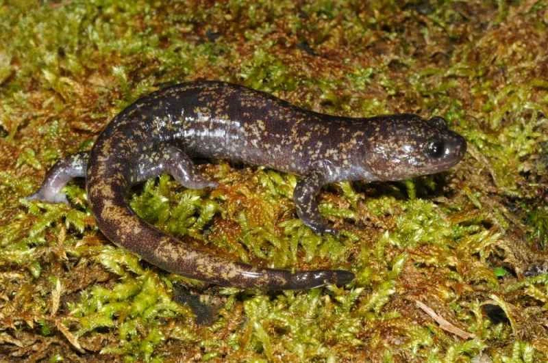 Taiwanese Salamander