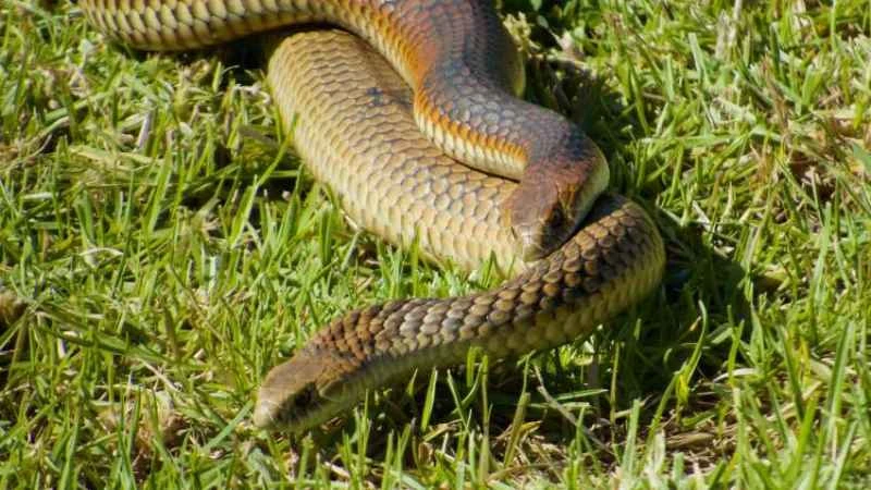 Australian Copperhead Snake, Austrelaps Superbus
