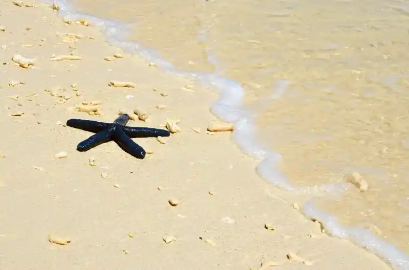 Blue Starfish (Linckia laevigata)