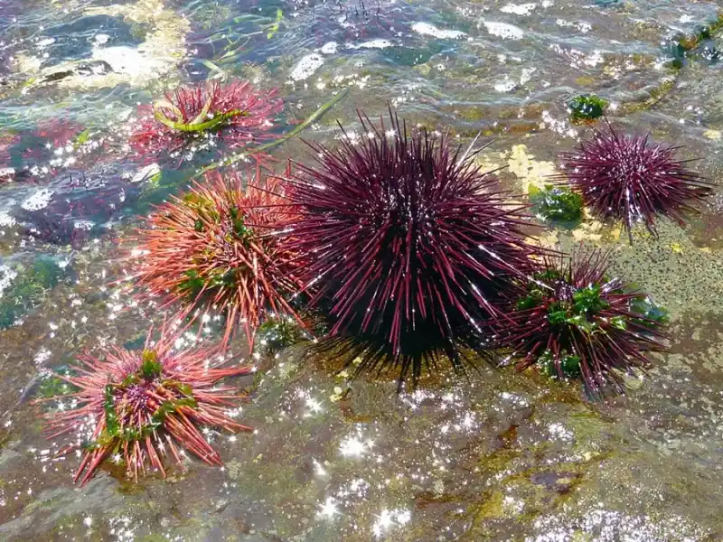 sea ​​urchin