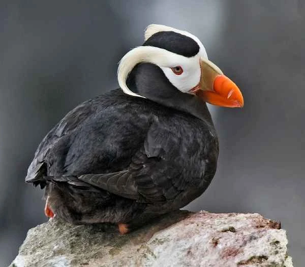 Tufted puffin, Crested puffin, Tufted puffin, Queen puffin, Tufted puffin, Crested puffin