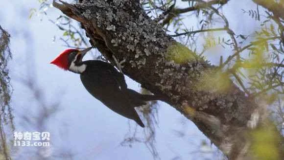 2023061135508142.jpg 39aad33fb13533fa7d36b1a1a3d3fd1f40345b34_九雷图片转换器.jpg