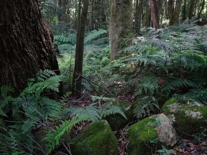 South Sydney funnel-web spider