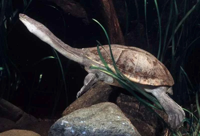 Northern snake-necked turtle