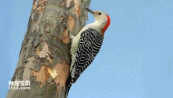 2023052718210834.jpg f941a794d143ad4ba928a8ef89025aafa40f060a_九雷图片转换器.jpg