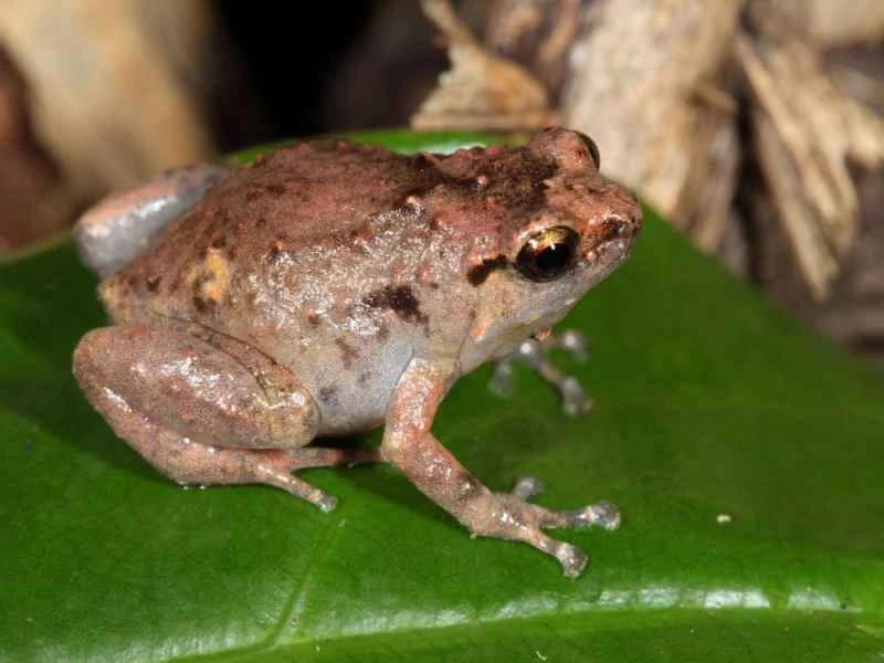 Southern Magnificent Frog, Cophixalus australis