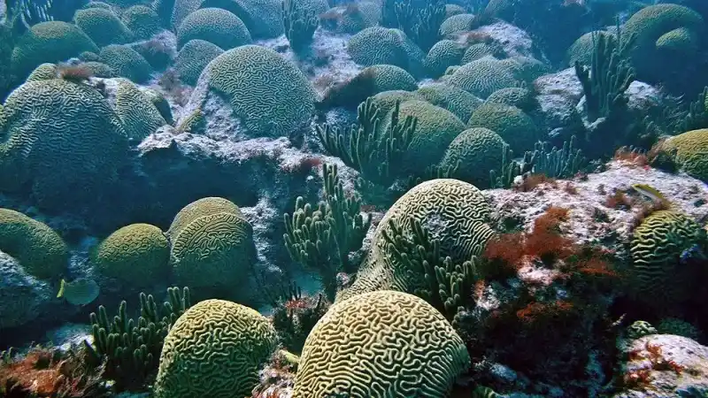 Open brain coral (folded brain coral)