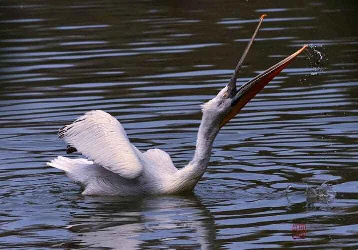 Pelicans (Genus Overview)