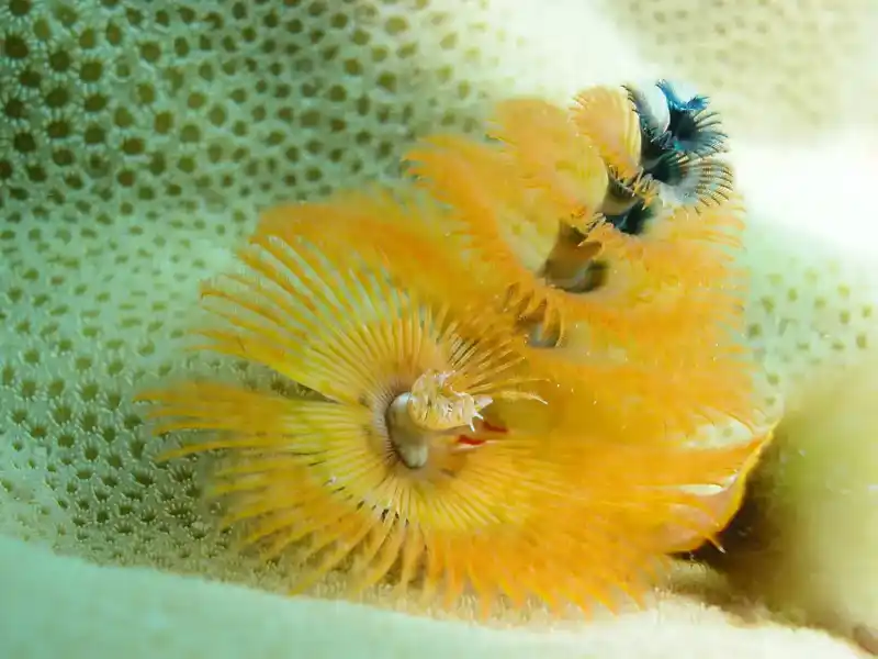 Christmas tree worm
