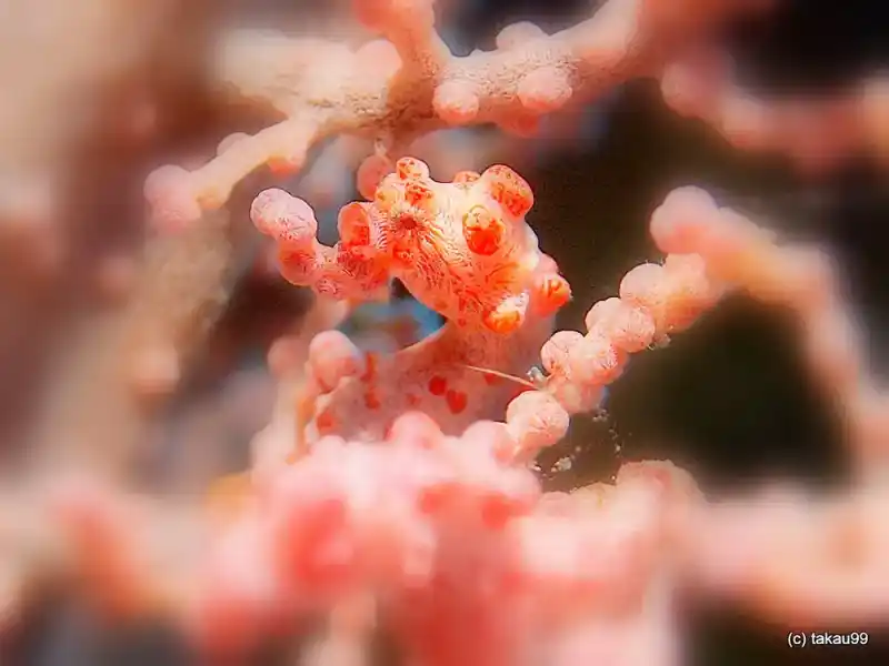 Dwarf Seahorse