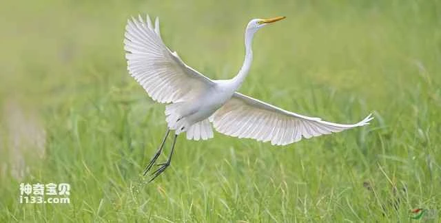 Egrets in the Middle East, Spring Hoeing