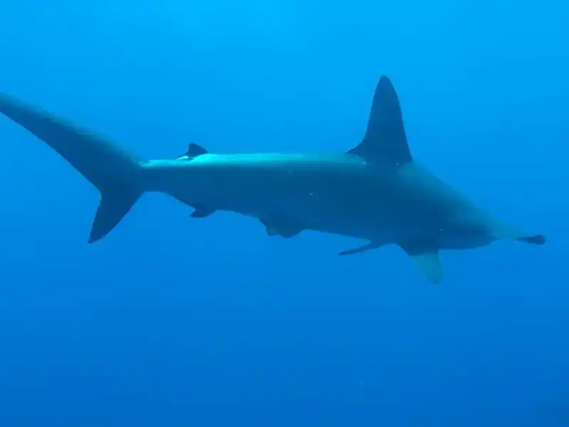 Smooth hammerhead shark