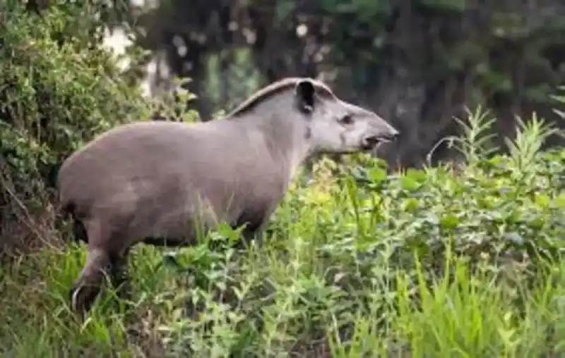 tapir