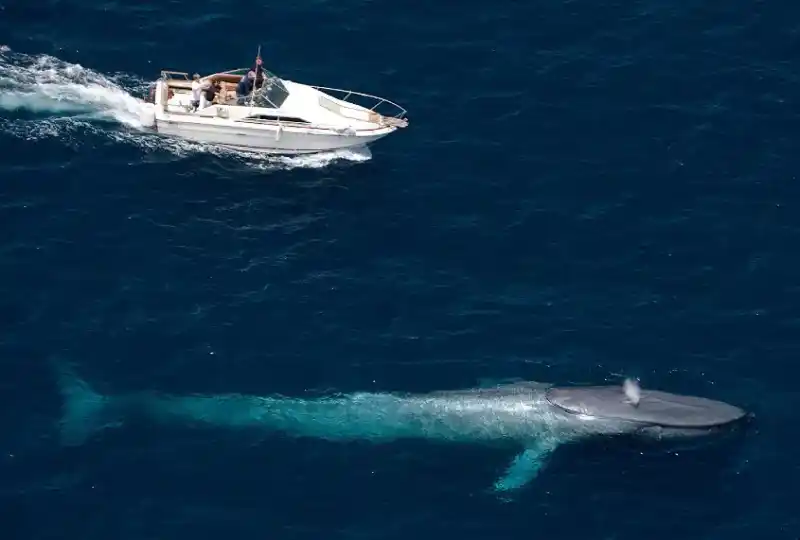 Blue Whale