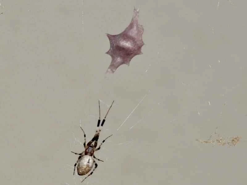 Spider in the garden