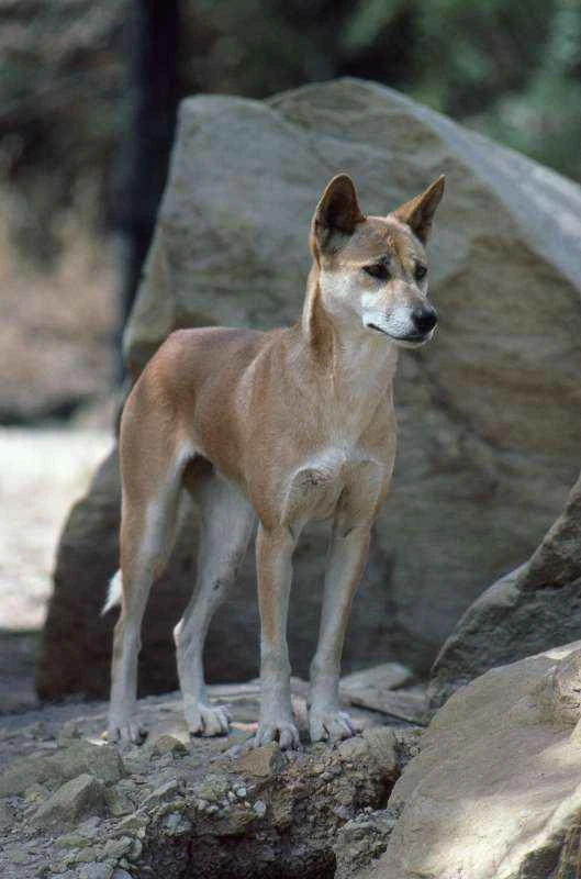 Dingo