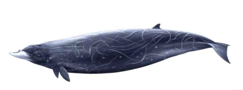 Anselm's beaked whale