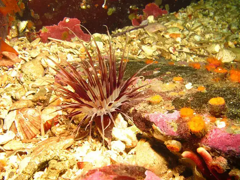 Membrane tube anemone (tube anemone)