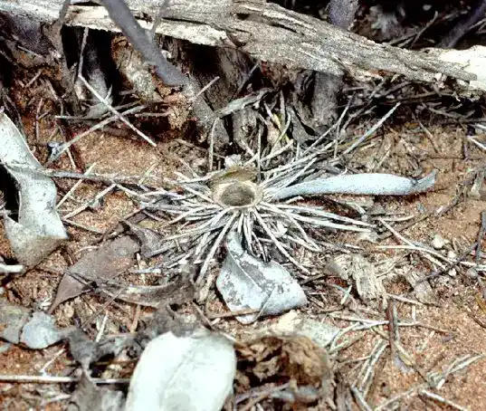 Burrowing spiders, including the Idiopidae family (a broad term for burrowing spiders).