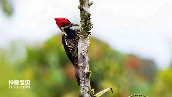 2023070716722952.jpg b8501d0f0cf3d7cae0900788f91fbe096a63a959_九雷图片转换器.jpg