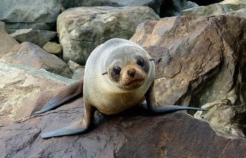 fur seal