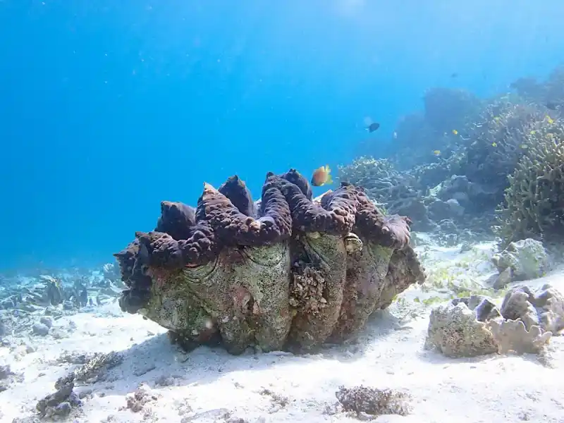 Giant Clam