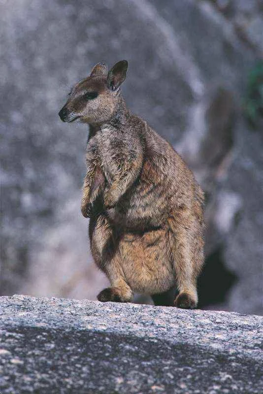 Brushtail Rock Kangaroo, Petrogale penicillata