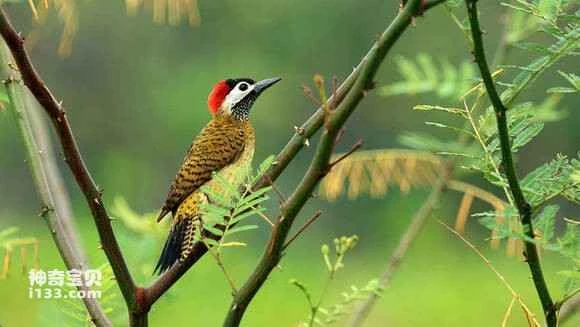 2023070661532443.jpg 902397188618367ab2a5462725738bd4b21ce58b_九雷图片转换器.jpg