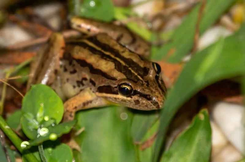 Striped Swamp Frog