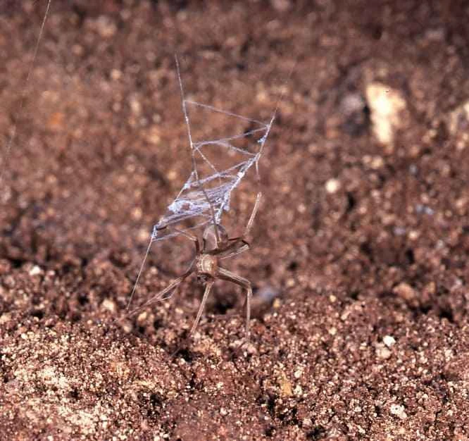 Carrai Cave Spider