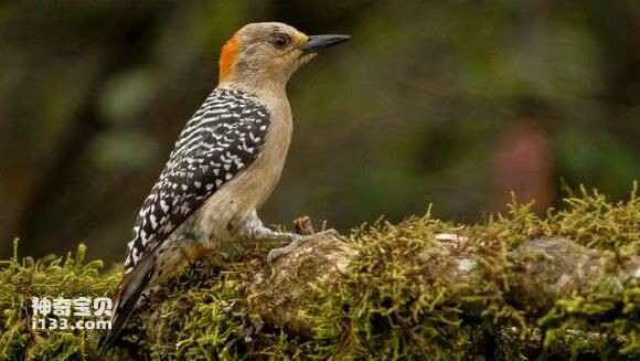 2023052618173770.jpg 809e67fb513d269790d4ed725efbb2fb4316d80a_九雷图片转换器.jpg